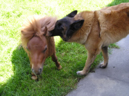 Ulysse et Onyx.jpg (24 ko)